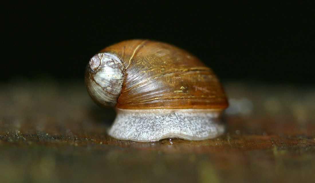 Amber Snail (Succinea)