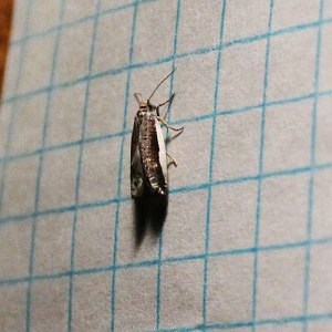 Tortriciodae Tortricid Moths