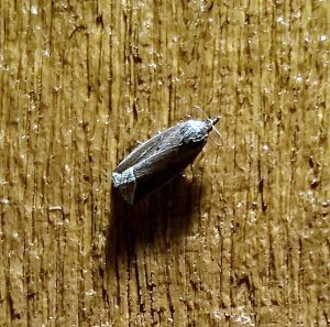 Noctuidae Owlet Moths