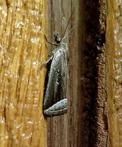 Noctuidae Owlet Moths