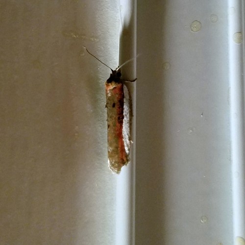 Acleris celiana moth