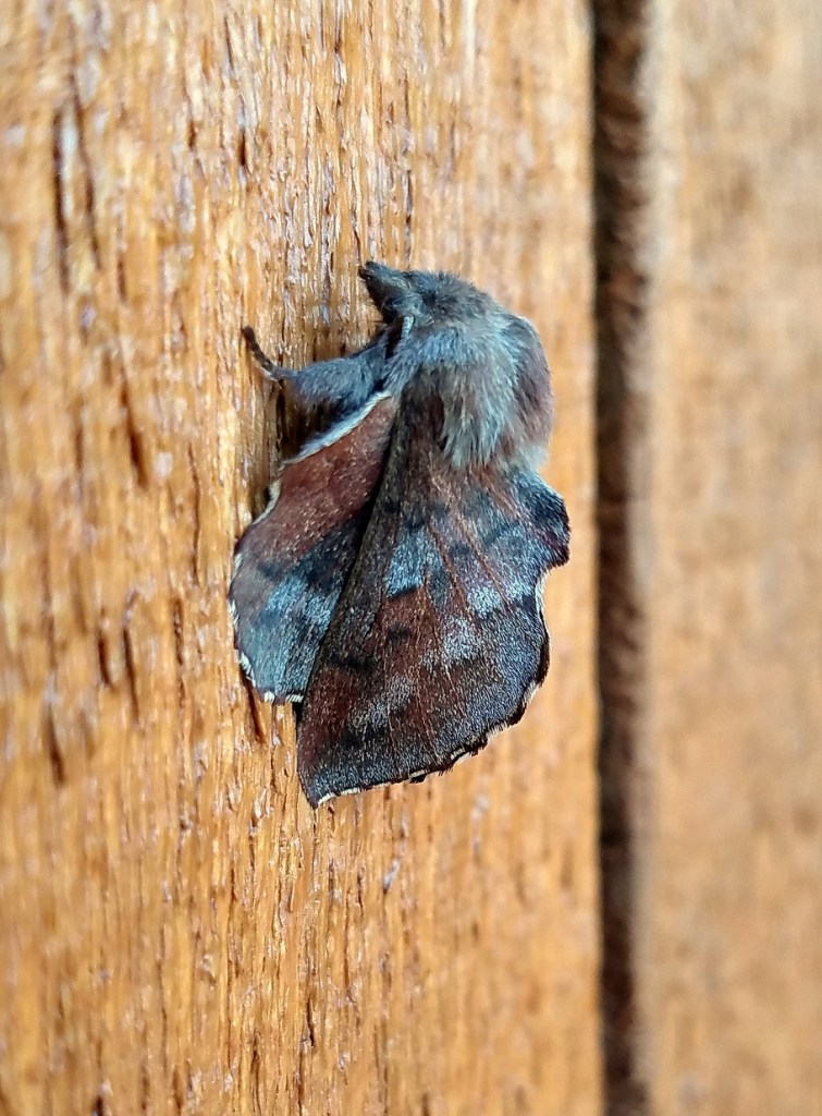 Phyllodesma americana