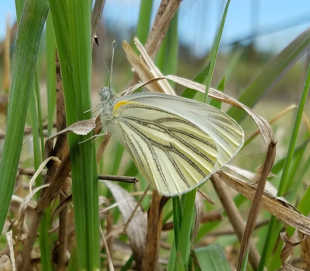 Mustard White Butterfly (Pieris oleracea)