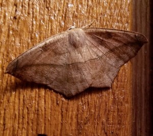 Prochoerodes lineola