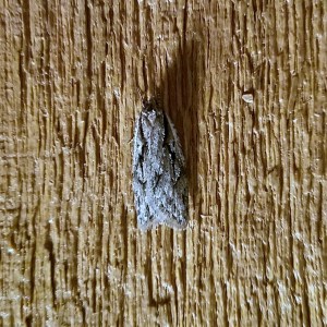 Semioscopis aurorella