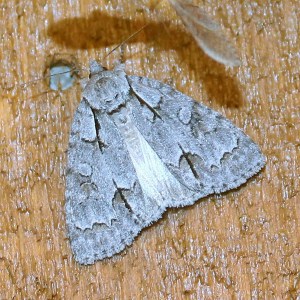 Acronicta interrupta