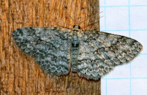 Ectropis crepuscularia