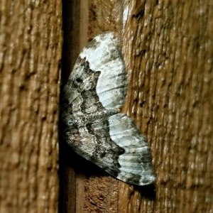 Euphyia intermediata