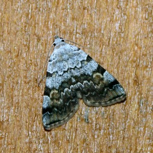 Idia americalis