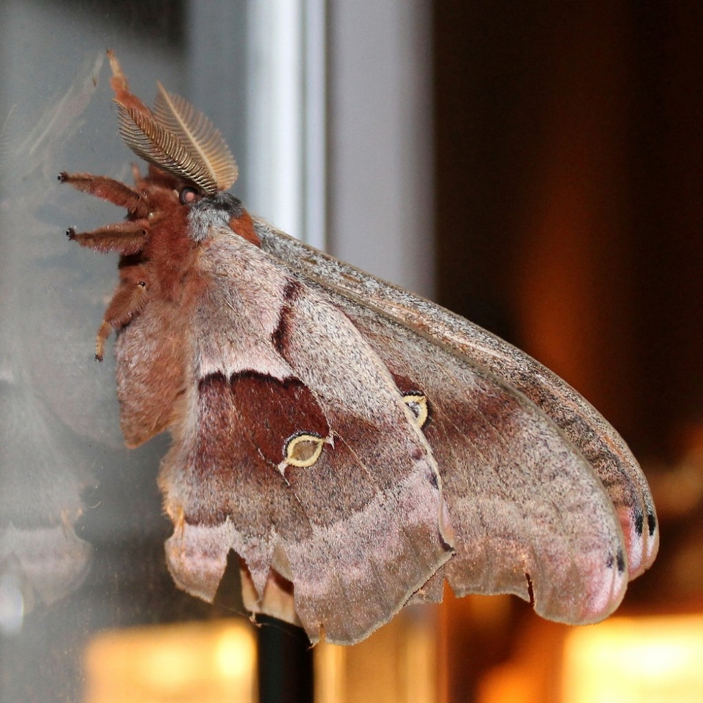 Antheraea polyphemus silk moths