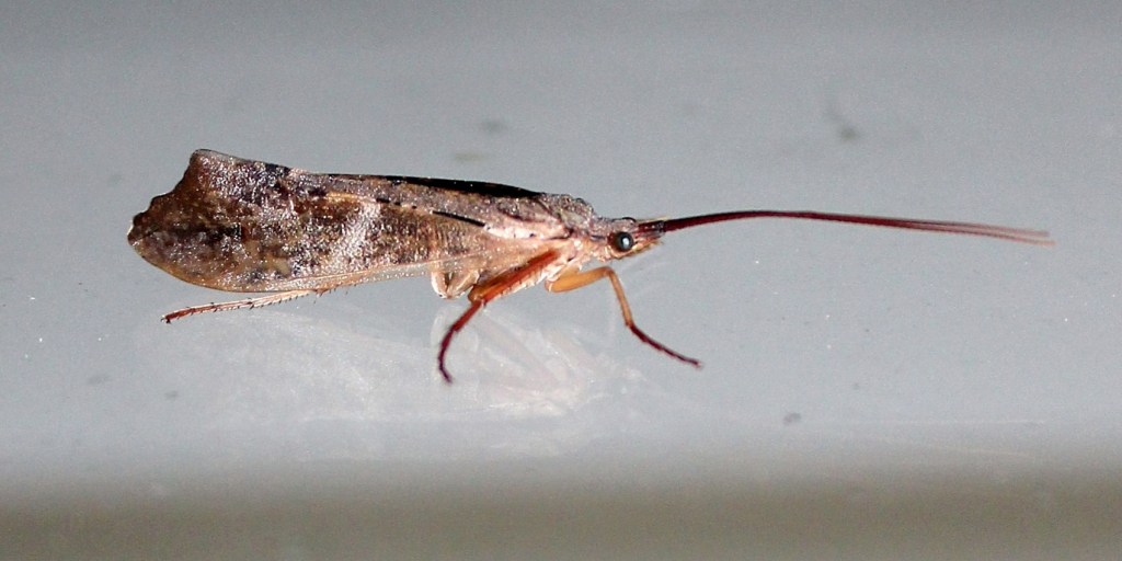 Nemotaulius hostilis