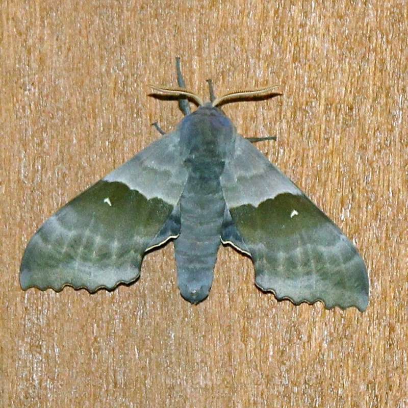 Pachysphinx modesta