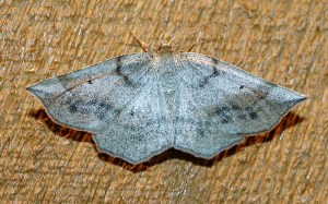 Prochoerodes lineola