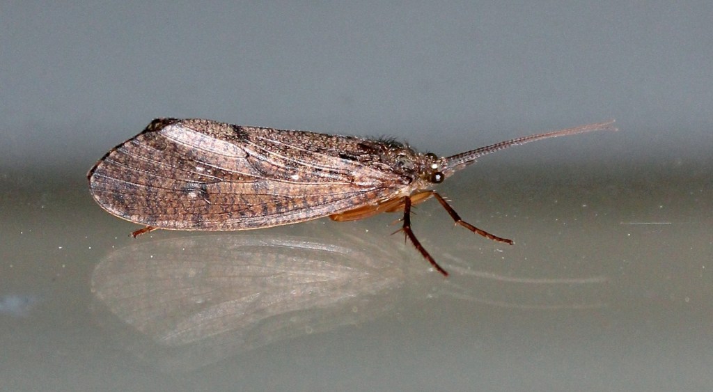 Ptilostomis ocellifera caddisfly trichoptera