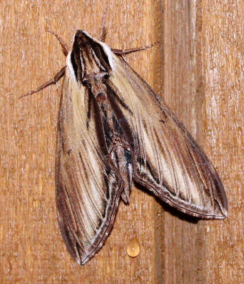 Sphinx kalmiae Laurel Sphinx Sphinx Moth