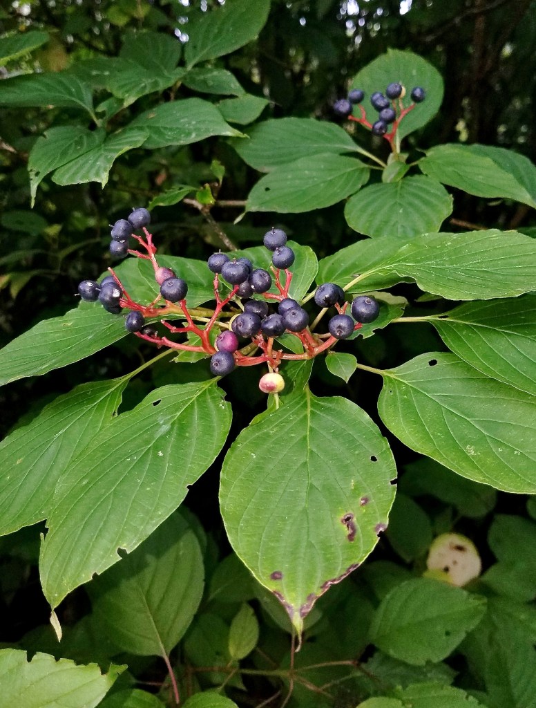 Dogwood berries for wildlife