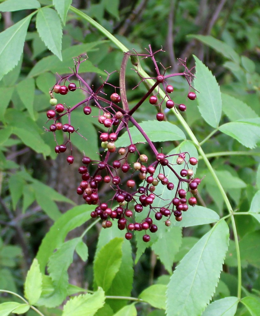 Elderberries for wildlife
