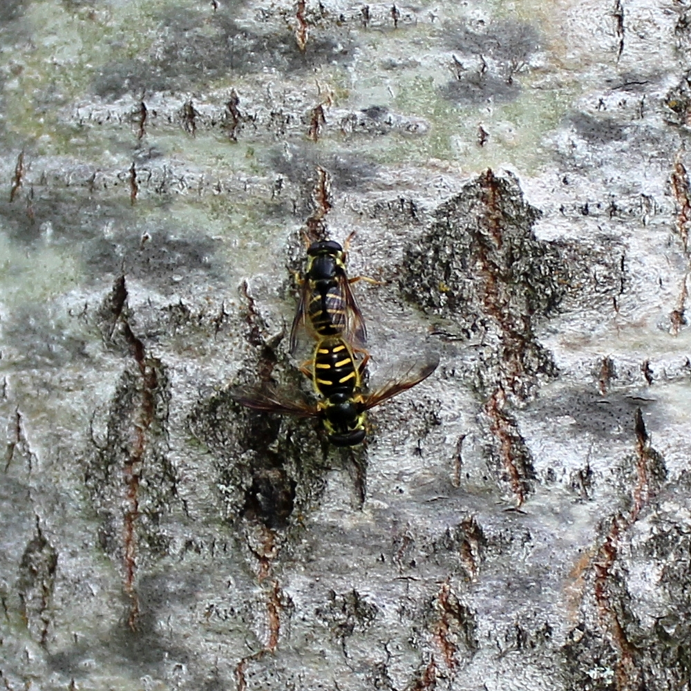 Syrphid flies mating