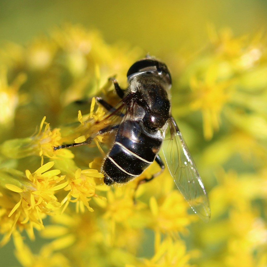 Syrphid fly on flower