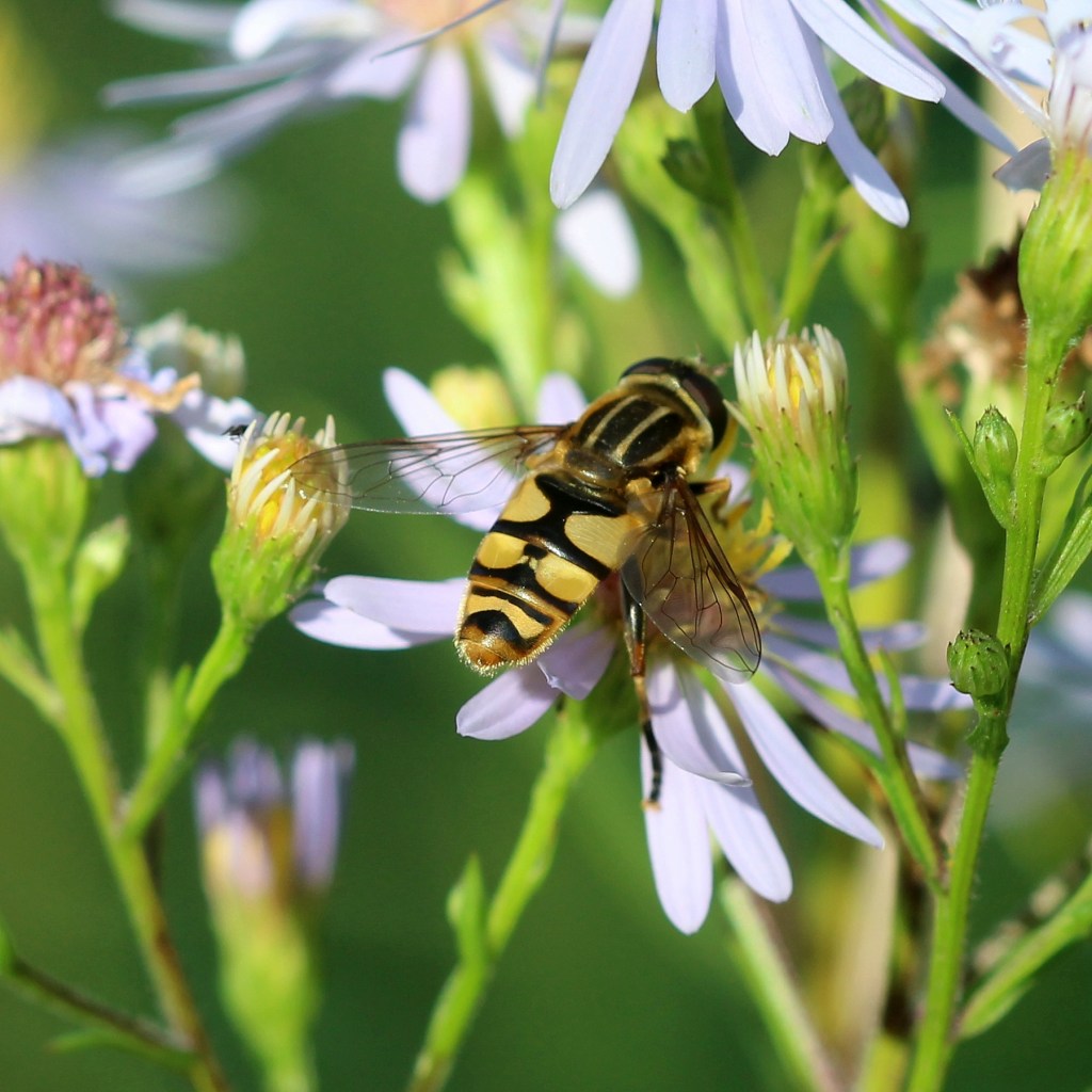 Syrphid fly on flower