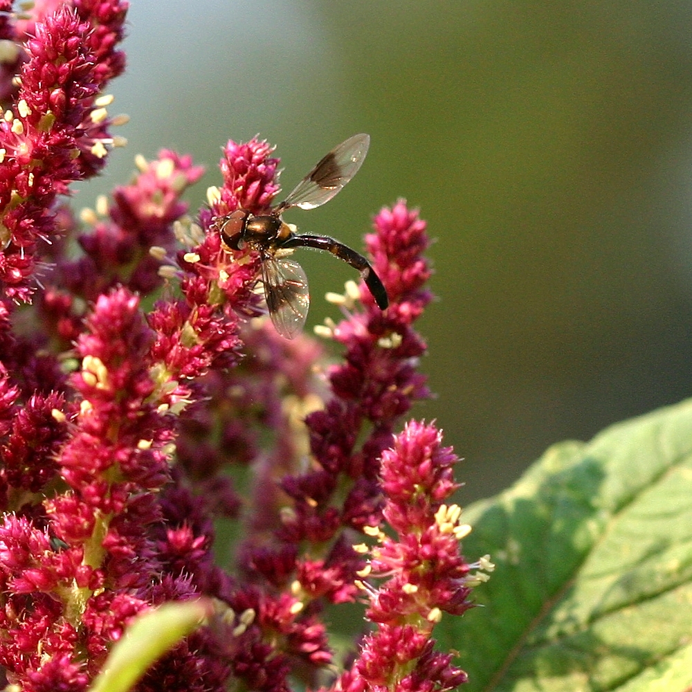 Syrphid fly on amaranth