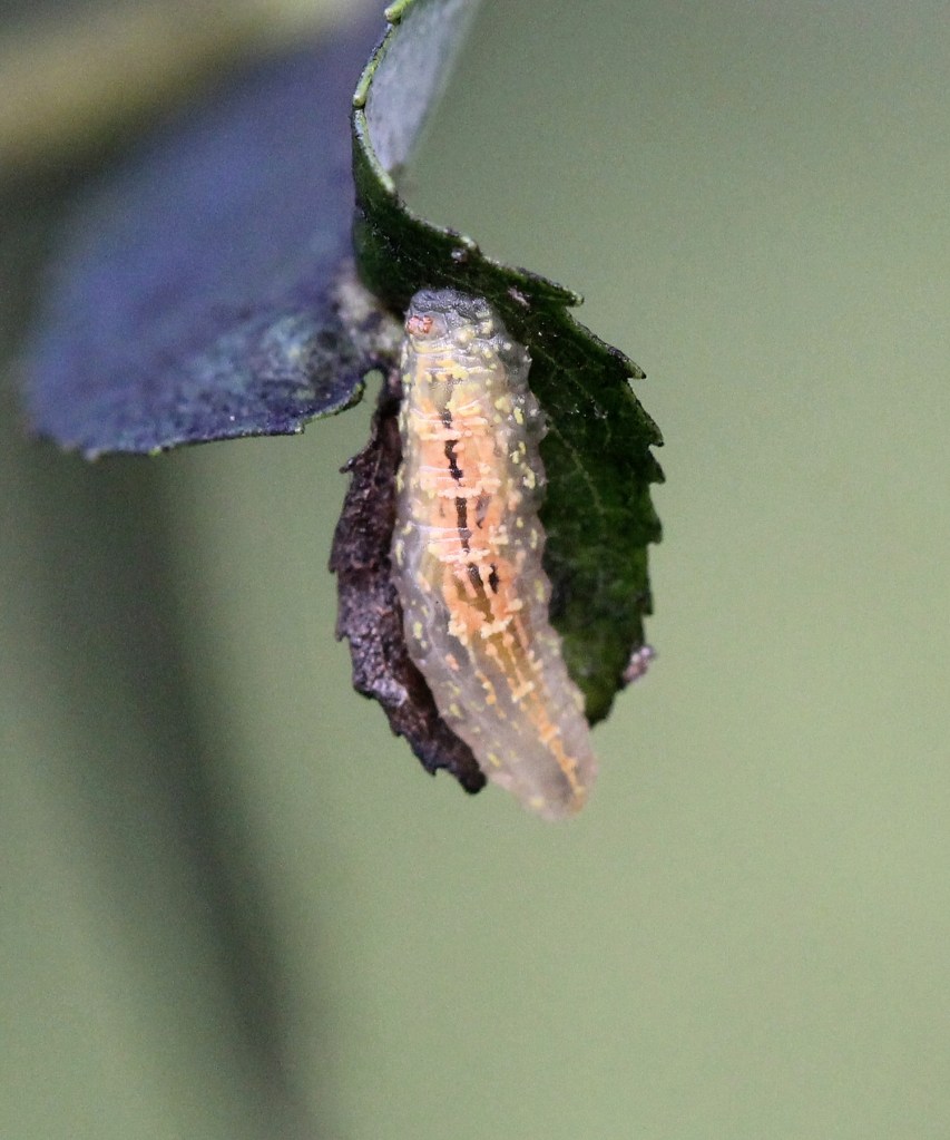 Syrphid fly larva