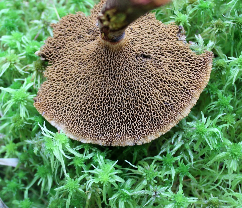 Suillus spectabilis pores
