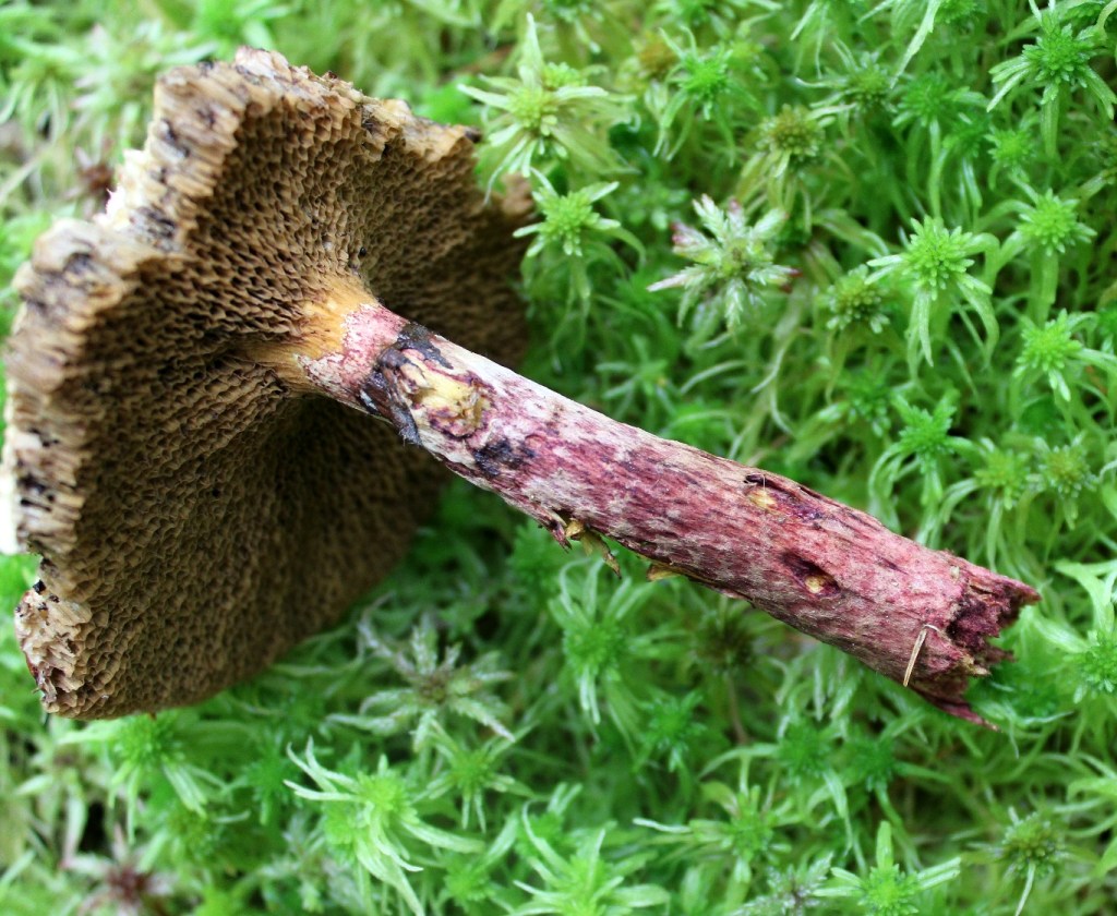 Suillus spectabilis stem