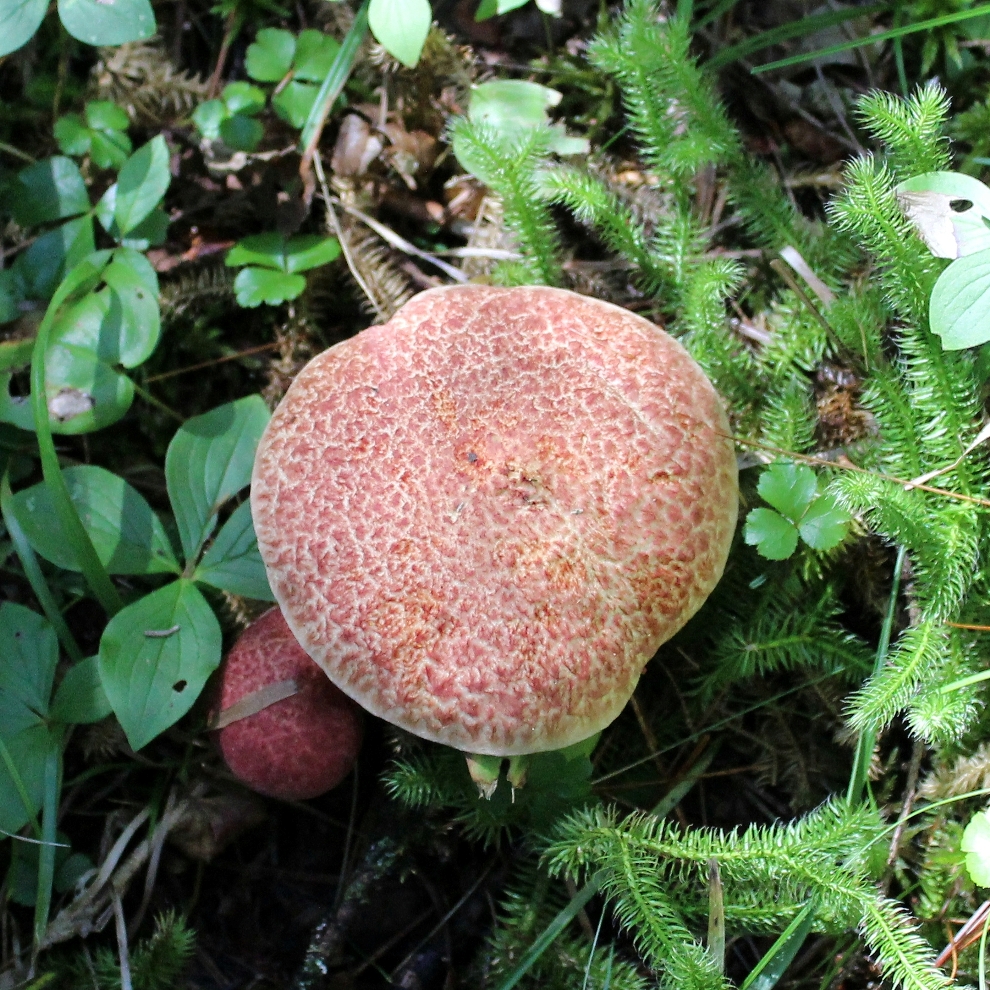 Suillus spraguei