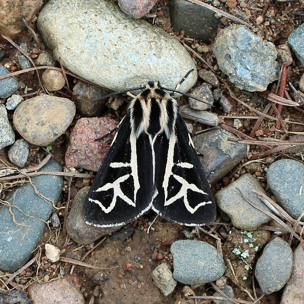 William's tiger moth on a gravel road in northern Minnesota