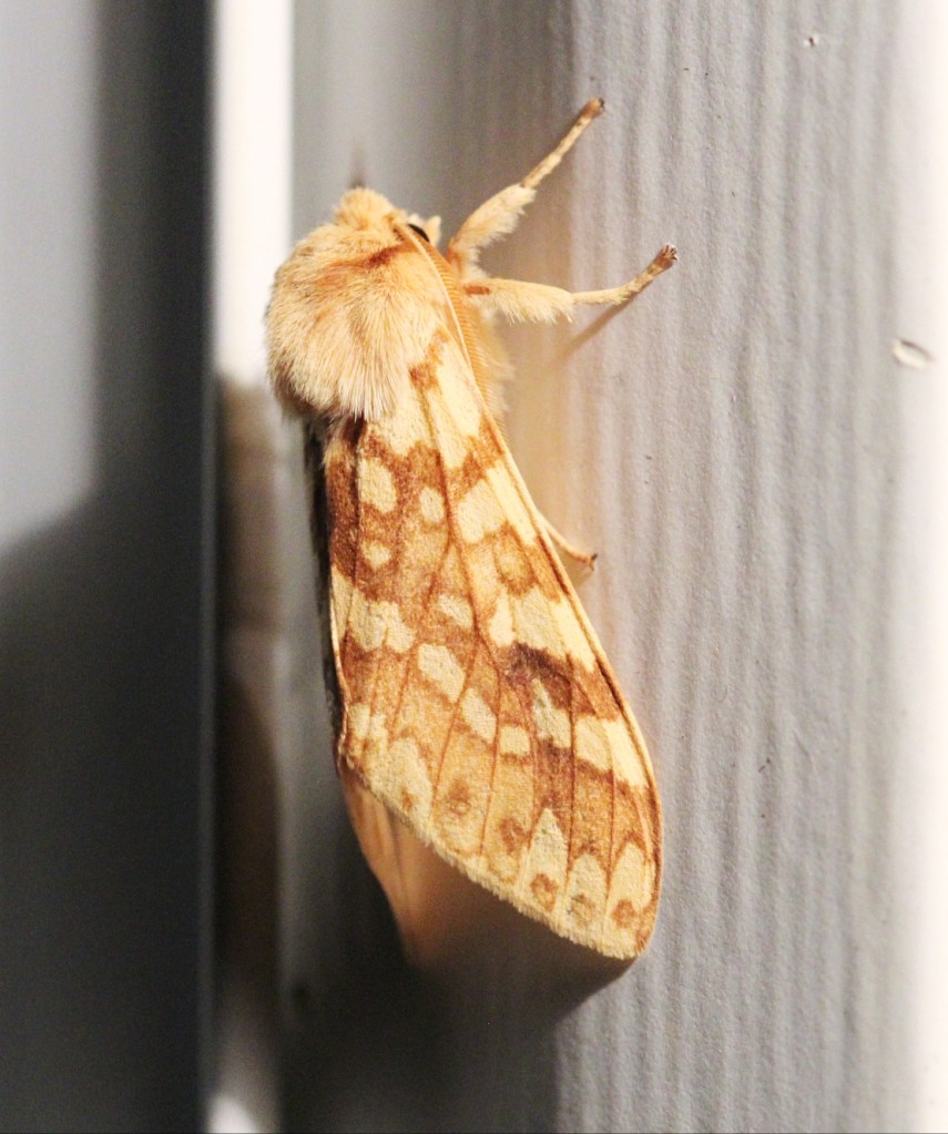 Adult Lophocampa maculata moth